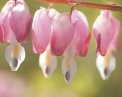 Tapeta Nature Flowers 589.jpg